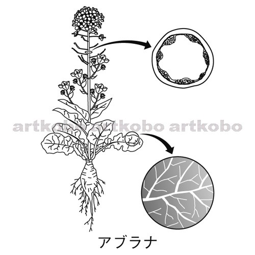 Web教材イラスト図版工房 種子をつくる植物のなかま