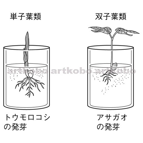 Web教材イラスト図版工房 R C2m 単子葉類と双子葉類の発芽の特徴