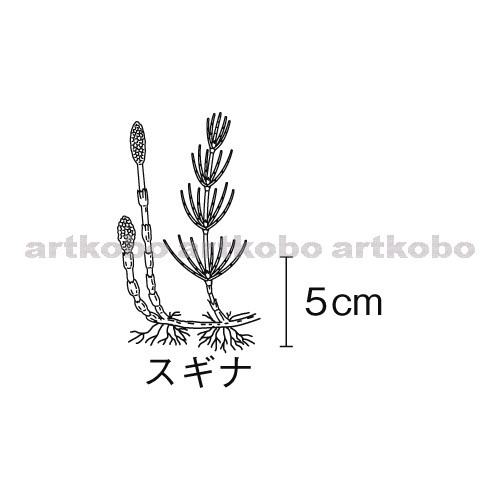 Web教材イラスト図版工房 植物のなかま