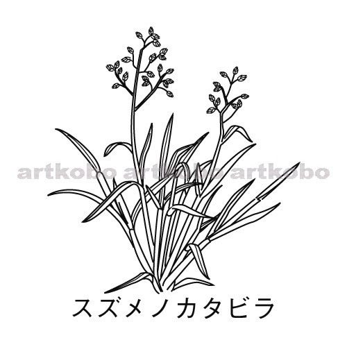 Web教材イラスト図版工房 R C2m 植物のなかまと分類 スズメノカタビラ