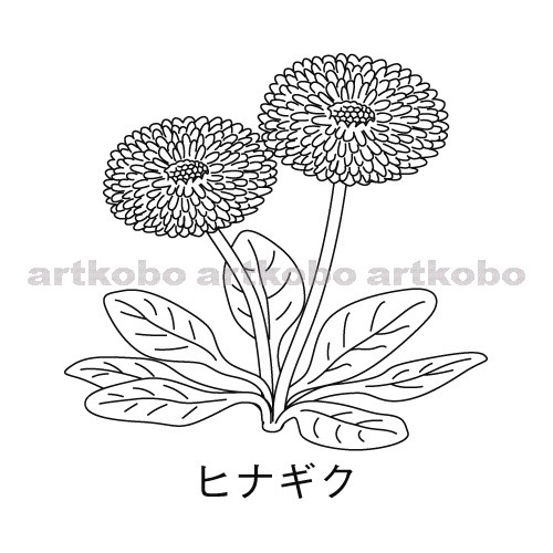 Web教材イラスト図版工房 R C2m 植物のなかまと分類 ヒナギク