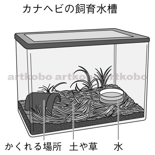 Web教材イラスト図版工房 R C2m カナヘビの飼育水槽