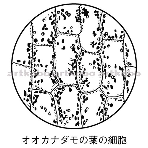 Web教材イラスト図版工房 R C2m オオカナダモの葉の細胞 1