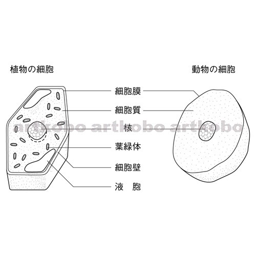 Web教材イラスト図版工房 R C2m 植物の細胞と動物の細胞のつくり 1