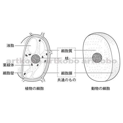 Web教材イラスト図版工房 R C2m 植物の細胞と動物の細胞のつくり 2