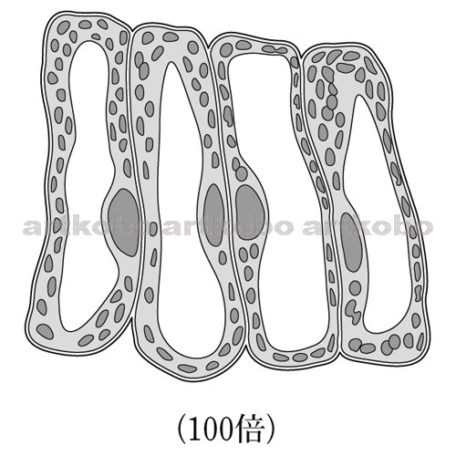 Web教材イラスト図版工房 R C2m コスモスの葉の断面の細胞