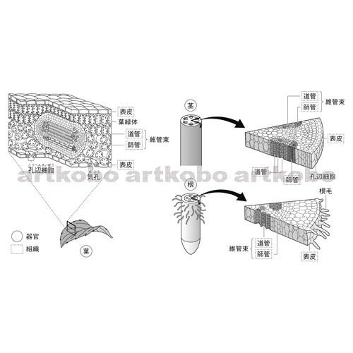 Web教材イラスト図版工房 R C2m 被子植物のからだの成り立ち