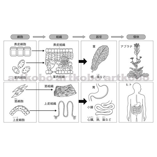Web教材イラスト図版工房 単細胞生物と多細胞生物