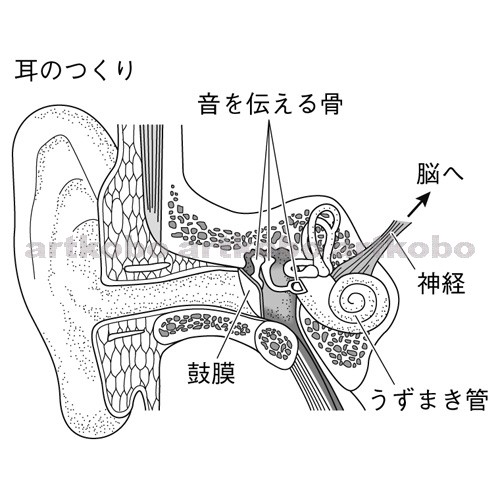 Web教材イラスト図版工房 R C2m ヒトの耳のつくり 1