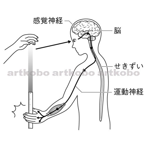 Web教材イラスト図版工房 R C2m 目からの刺激に対する反応