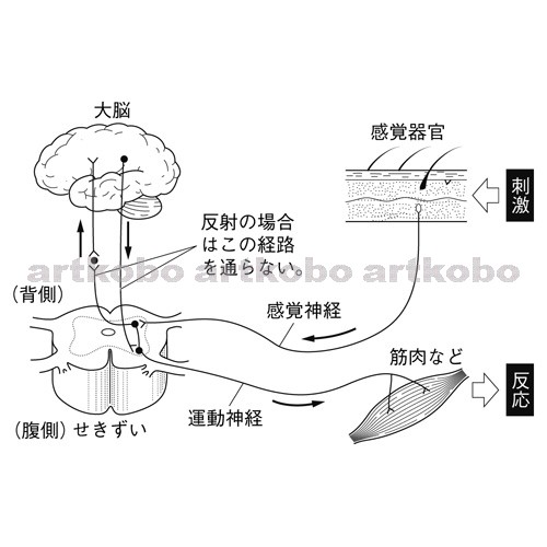 Web教材イラスト図版工房 R C2m ヒトの刺激と反応の伝わる経路 3