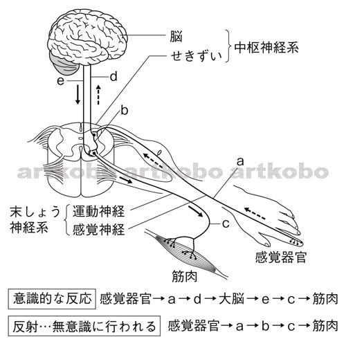 Web教材イラスト図版工房 R C2m ヒトの刺激と反応の伝わる経路 4