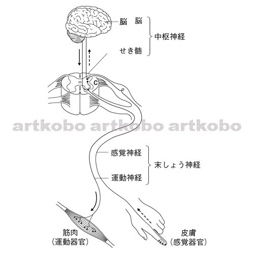 Web教材イラスト図版工房 R C2m ヒトの刺激と反応の伝わる経路 6