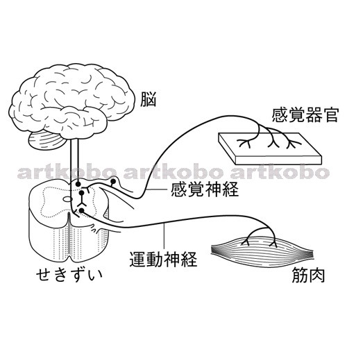 Web教材イラスト図版工房 R C2m ヒトの刺激と反応の伝わる経路 7