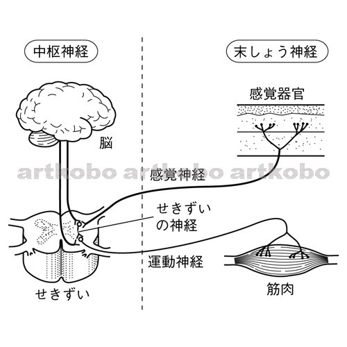 Web教材イラスト図版工房 R C2m 中枢神経と末しょう神経