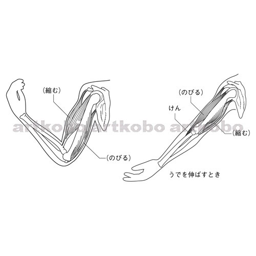 Web教材イラスト図版工房 R C2m ヒトのうでが動くしくみ 3