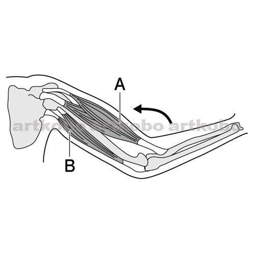 Web教材イラスト図版工房 R C2m ヒトのうでの骨と筋肉 1