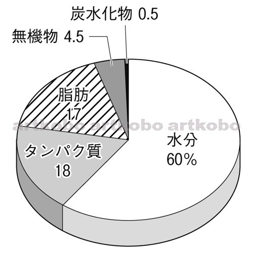 Web教材イラスト図版工房 R C2m ヒトのからだの構成成分の割合