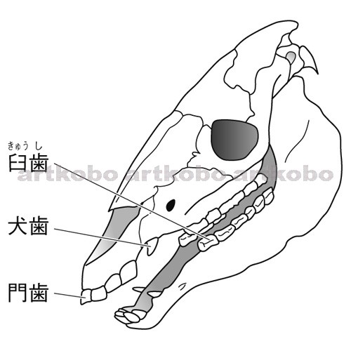 Web教材イラスト図版工房 R C2m 草食動物の頭骨と歯 シマウマ