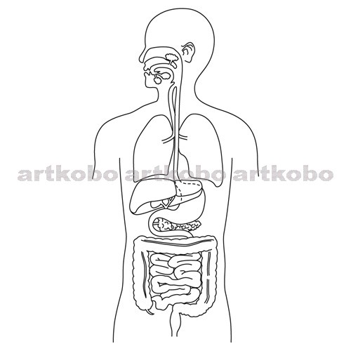 Web教材イラスト図版工房 消化と吸収