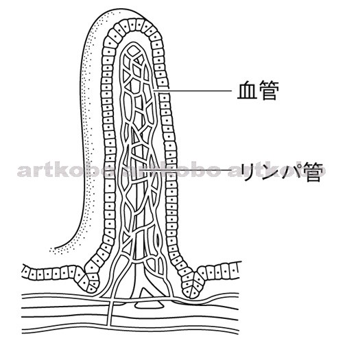 Web教材イラスト図版工房 R C2m 小腸の柔毛のつくり 3