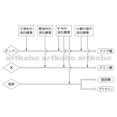 Web教材イラスト図版工房 R C2m 食物中の養分の分解と消化酵素のはたらき