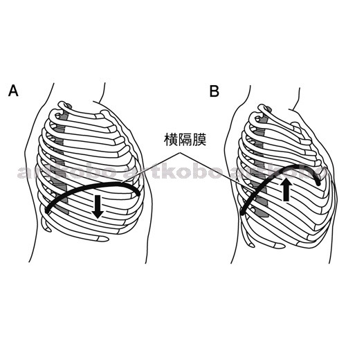 Web教材イラスト図版工房 呼吸のしくみ