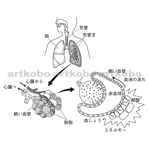 Web教材イラスト図版工房 R C2m ヒトの肺と肺胞での気体のやりとり 4