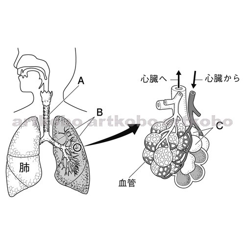 Web教材イラスト図版工房 R C2m ヒトの肺と肺胞のつくり 3