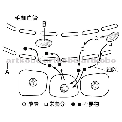 Web教材イラスト図版工房 R C2m 血液 組織液 細胞での物質のやりとり 2