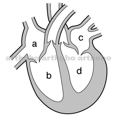 Web教材イラスト図版工房 R C2m ヒトの心臓のつくり 2