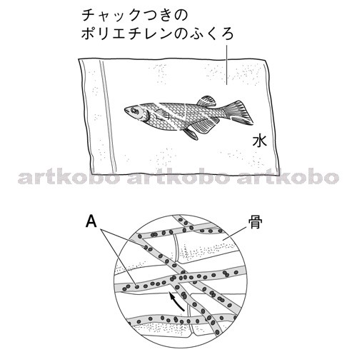 Web教材イラスト図版工房 R C2m メダカの尾びれの血管と血液の流れ