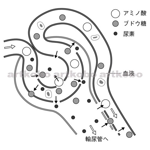 Web教材イラスト図版工房 R C2m ヒトのじん臓のこし出すしくみ