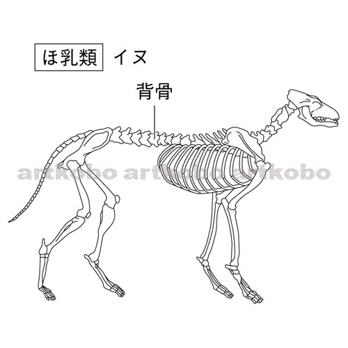 Web教材イラスト図版工房 R C2m イヌの骨格