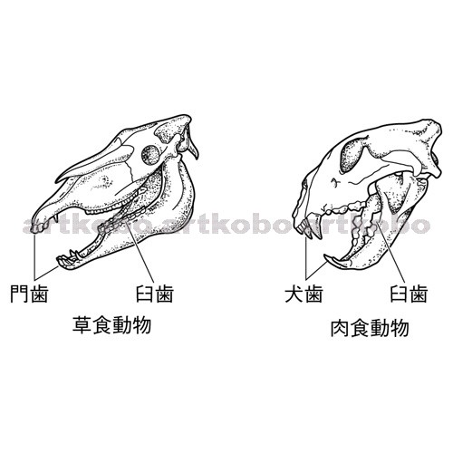 Web教材イラスト図版工房 R C2m 草食動物と肉食動物の頭骨と歯 4