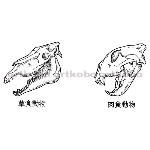 Web教材イラスト図版工房 R C2m 草食動物と肉食動物の頭骨と歯 5