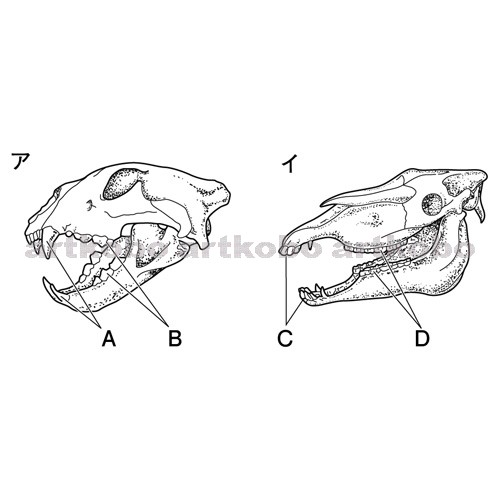 Web教材イラスト図版工房 R C2m 草食動物と肉食動物の頭骨と歯 6