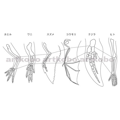 Web教材イラスト図版工房 R C2m セキツイ動物の前あしの骨格の比較