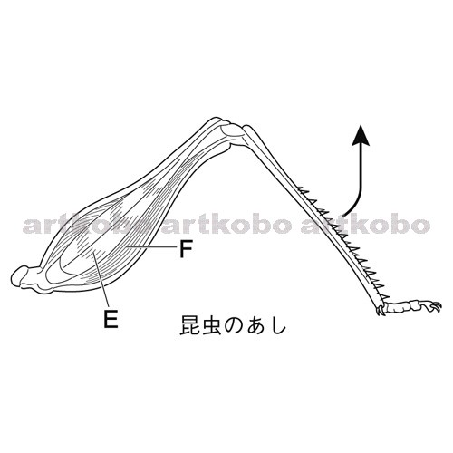 Web教材イラスト図版工房 R C2m 昆虫のあしのつくりと動き