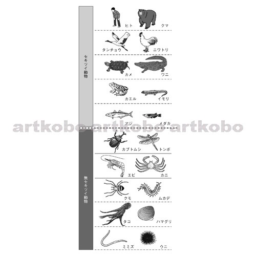 Web教材イラスト図版工房 R C2m 動物の分類 1