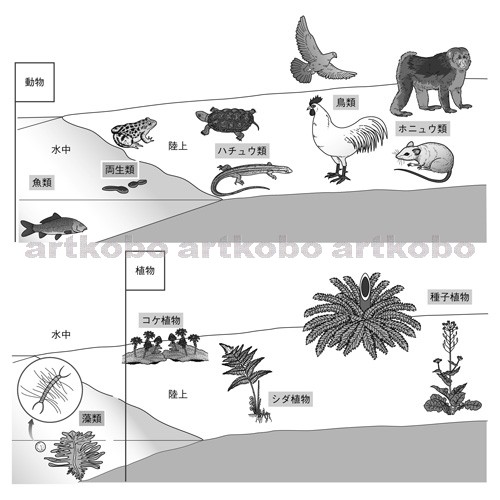 Web教材イラスト図版工房 R C2m 生物の特徴と生活場所