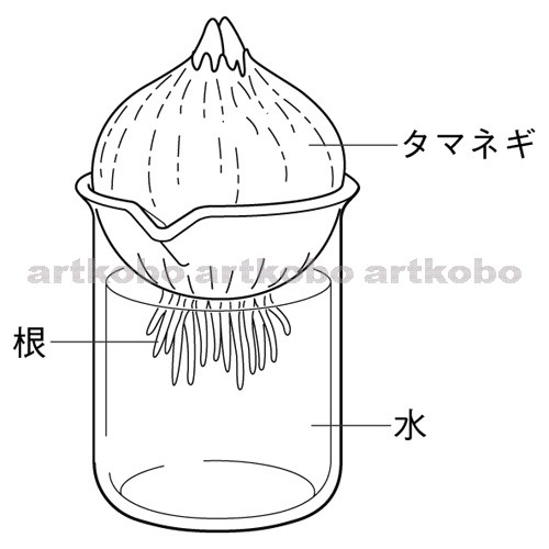 Web教材イラスト図版工房 R C2m タマネギの根の成長 2