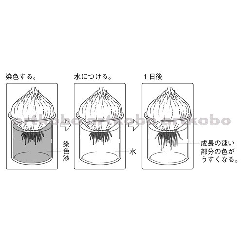 Web教材イラスト図版工房 R C2m タマネギの根の成長 3