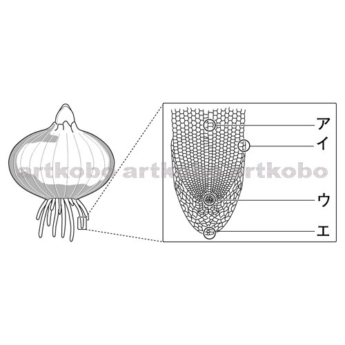 Web教材イラスト図版工房 R C2m タマネギの根の先端付近のようす