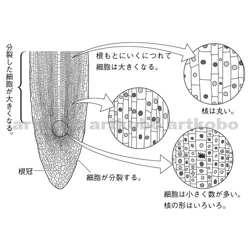 Web教材イラスト図版工房 R C2m 根の先端付近と細胞分裂 3