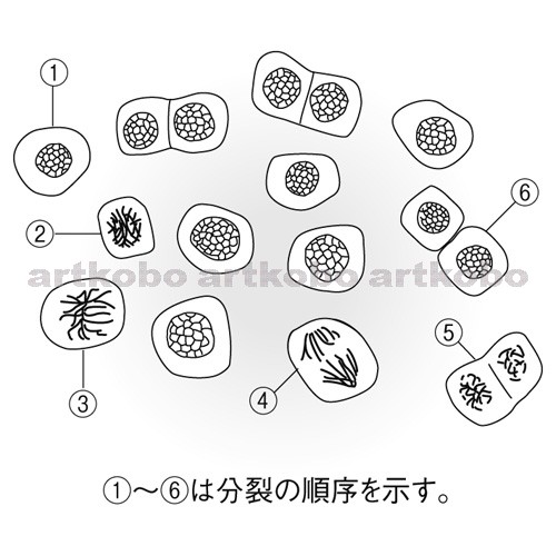 Web教材イラスト図版工房 R C2m 細胞分裂の順序 6