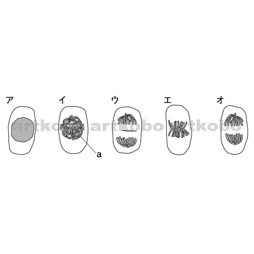 Web教材イラスト図版工房 R C2m 細胞分裂のようすと順序 2