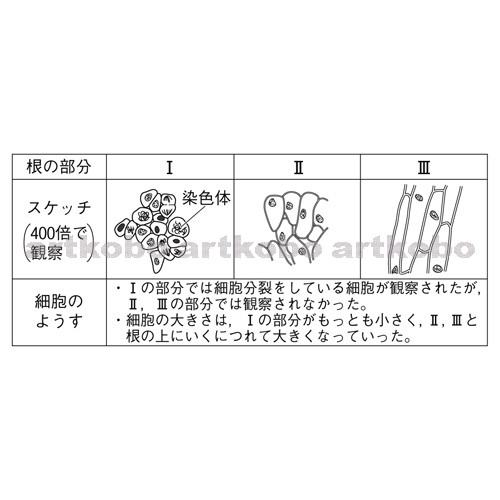 Web教材イラスト図版工房 R C2m 根の先端付近の細胞分裂のようす 2