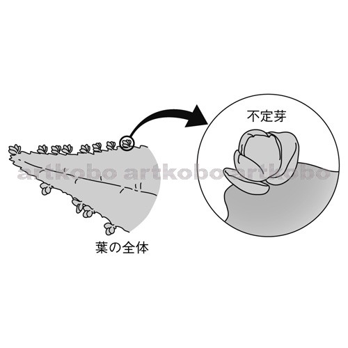 Web教材イラスト図版工房 R C2m コダカラベンケイソウの芽