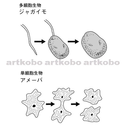 Web教材イラスト図版工房 R C2m ジャガイモのふえ方 2